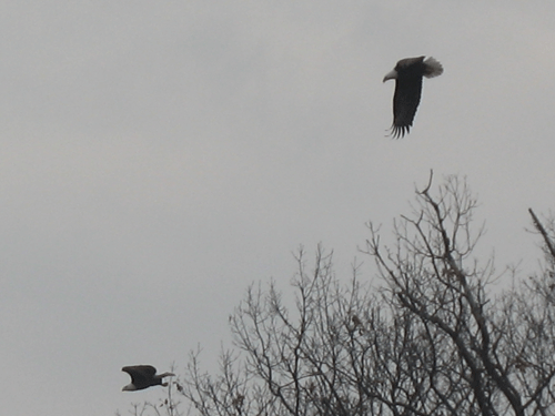 Fall 2010 Bald Eagles