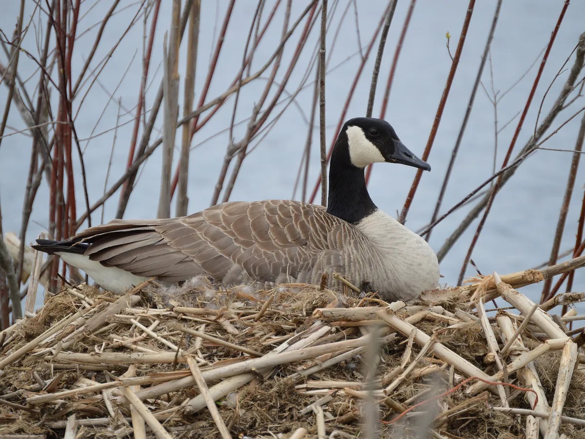 Report Goose Nests – RomeRock Association